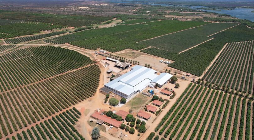 Vista aérea dos pomares de manga e do packing house da Agrodan