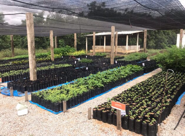 Viveiro Sertão Verde.6787136671a22bbcda31 (1)